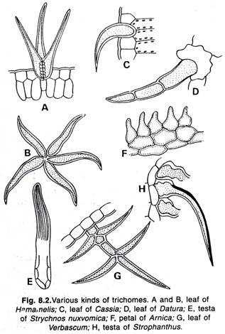 Various kinds of trichomes