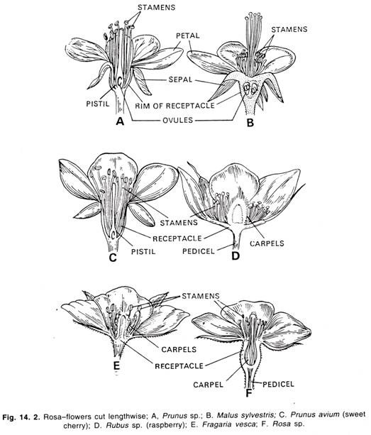 Rosa-flowers cut lengthwise