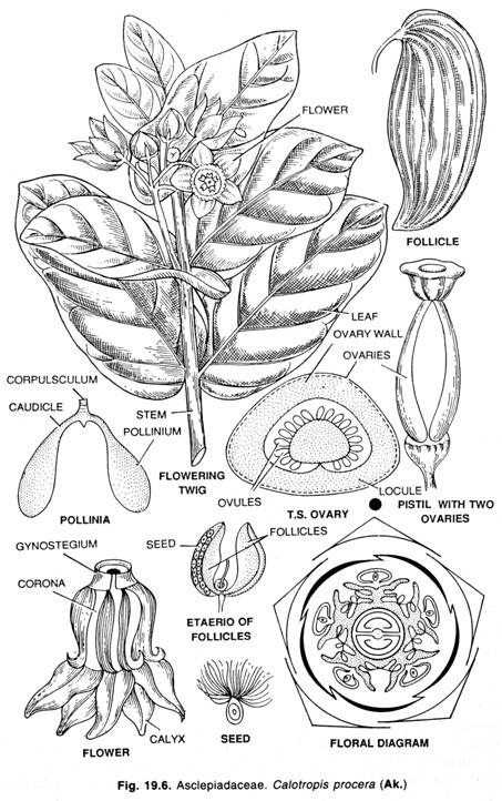 Asclepiadaceae. Catotropis procera