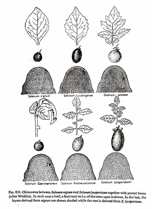 Chimacras between Solanum nigrwn and Solanum lycopersicum together with parent forms