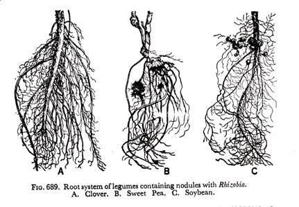 Root system of legumes containing nodules with Rhizobia