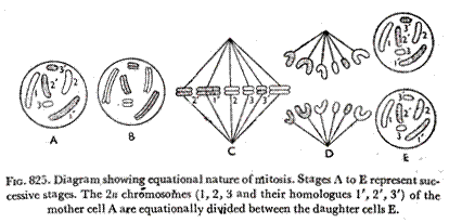 Diagram showing equational nature of mitosis