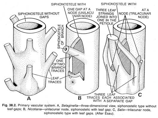 Primary vascular system