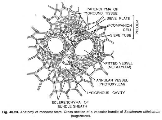 Anatomy of monocot stem