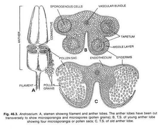 Androecium