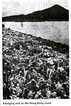 Fringing Reef on the Hong Kong Coast