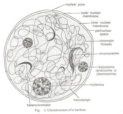 Obligate Intracellular Parasites