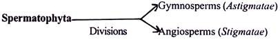 Classification of Gymnosperms by Van Tieghem