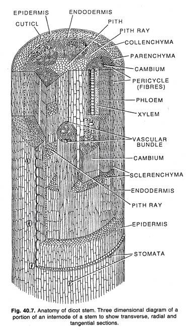 Anatomy of dicot stem