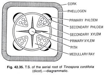 T.S. of the aerial root