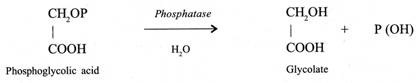 Phosphoglycolic acid and Glycolate