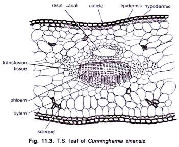 T.S. Leaf of Cunninghamia Sinensis