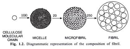 Diagrammatic representation of the Composition of fibril