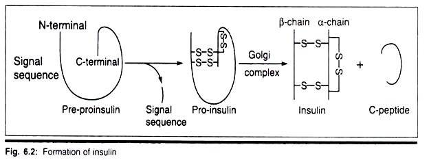 Formation of Insulin