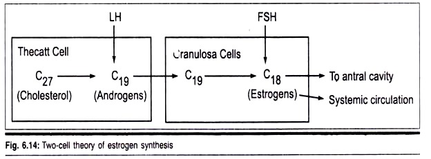 Two-Cell Theory of Estrogen Synthesis