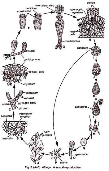 Albugo: Sexual Reproduction