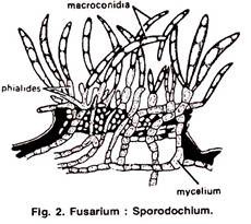 Sporodochium