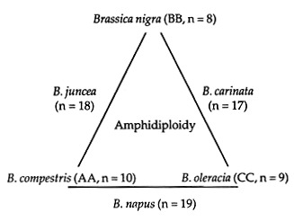 'U's triangle given by U. Nagaheru 