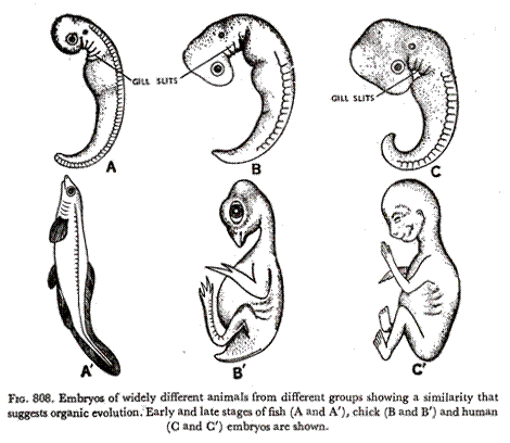 Embryos of widely different animals from different groups showing a similarity that suggests organic evolution