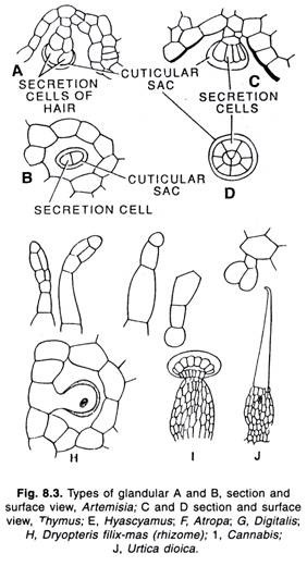 Types of glandular