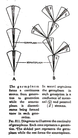 Diagrams to illustrate the continuity of germplams