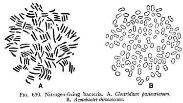 Nitrogen-fixing bacteria