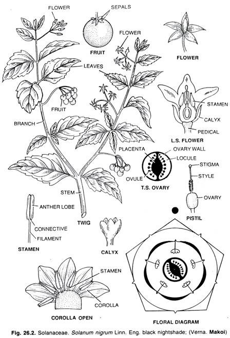 Solanaceae. Solanum nigrum Linn