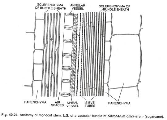 Anatomy of monocot stem