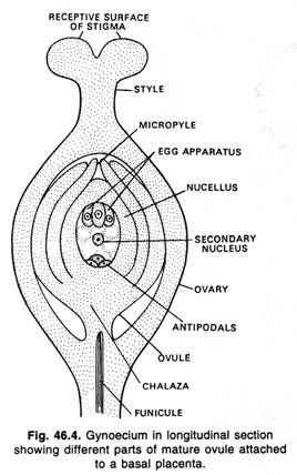 Gynoecium in longitudinal section