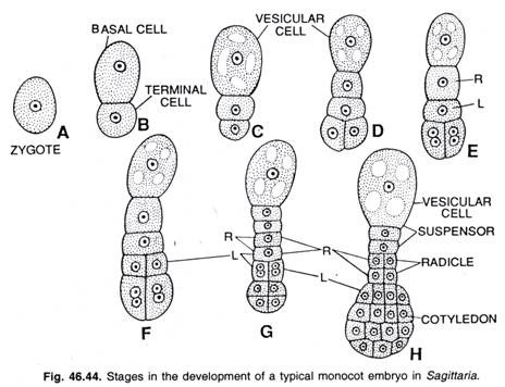 Stages in the development of a typical monocot embryo in Sagittaria