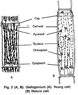 Young Cell and Mature Cell