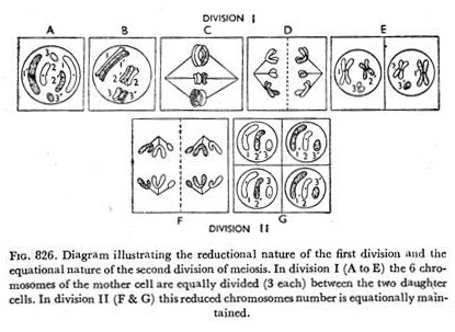 Diagram illustrating the reductional nature of the first division and the equational nature of the second division of meiosis