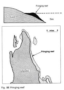 Fringing Reef