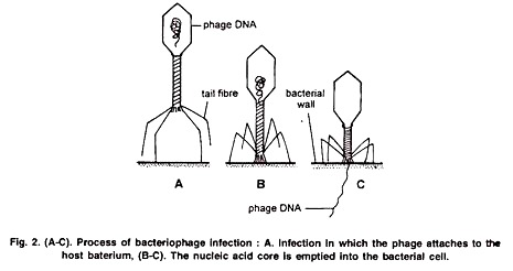 Process of Bacteriophage Infection