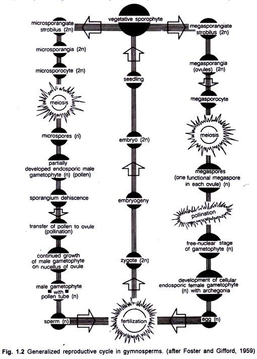 Generalized Reproductive Cycle in Gymnosperms