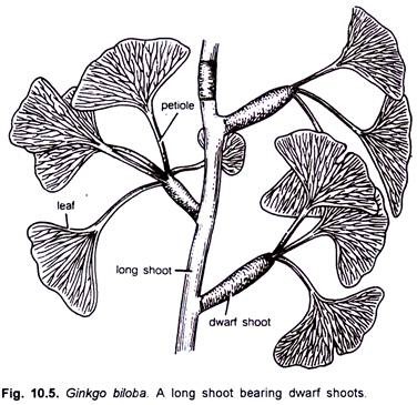 Ginkgo Biloba