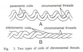 Developmental Cycle of Chlalmydia