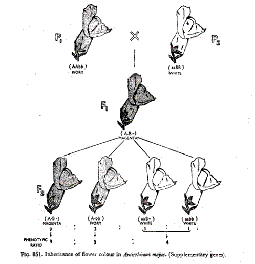 Inheritance of flower colour in Antirrhinum majous