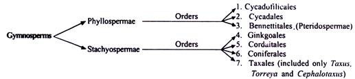 Classification of Gymnosperms by Birbal Sahni 