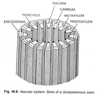 Vascular system