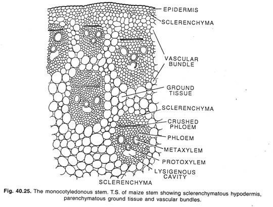 The monocotyledonous stem