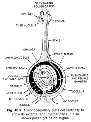 A monocarpellary pistil cut vertically to show its external and internal parts