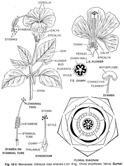 Malvaceae. Hibiscus rosa sinensis Linn