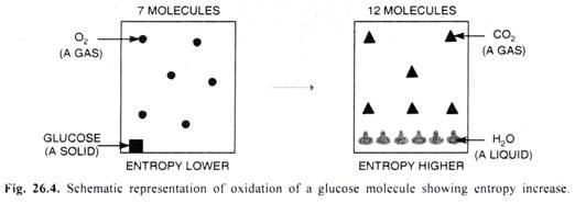 Schematic representation of oxidation of glucose molecule