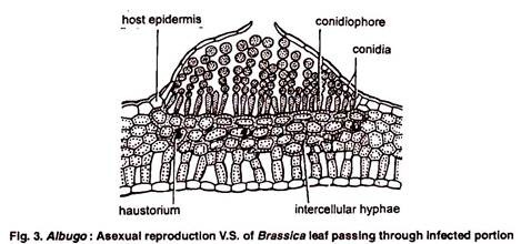 Asexual Reproduction V.S. of Brassica Leaf