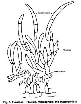 Phialide, Microconidia and Macroconidia