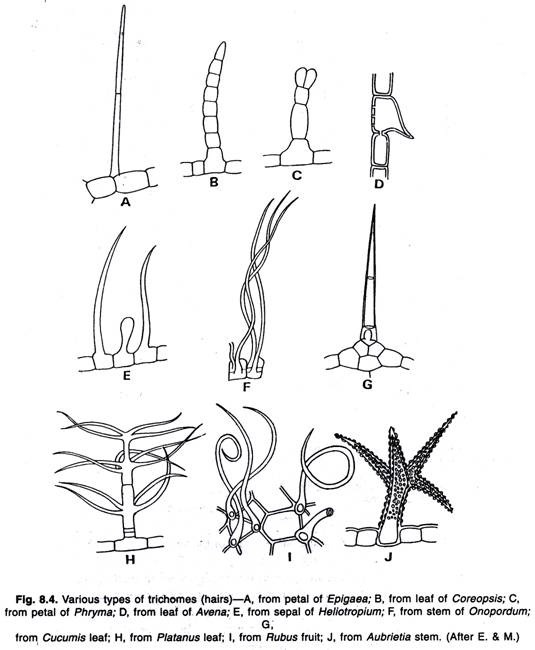 Various types of trichomes