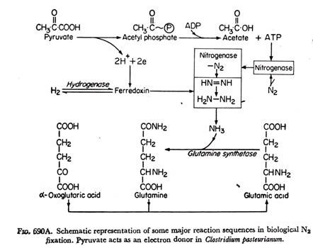 Schematic representation of some major reaction sequences in bilogical N2 fixation