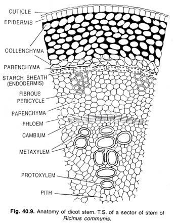 Anatomy of dicot stem