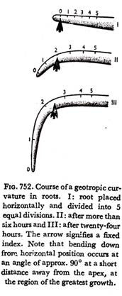 Course of a geotropic curvature in roots